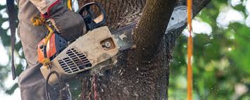 How Our Tree Care Process Works  in  Snellville, GA