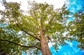 Best Commercial Tree Services  in Snellville, GA