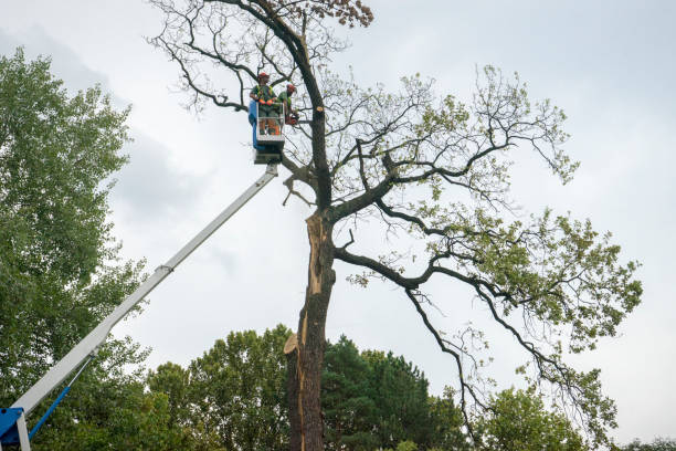 Best Utility Line Clearance  in Snellville, GA