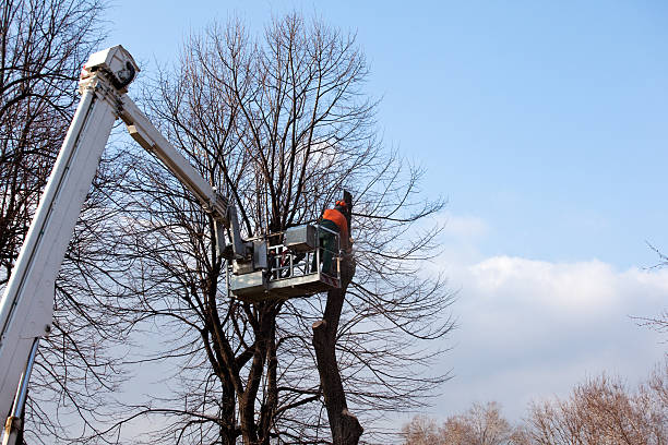 Leaf Removal in Snellville, GA