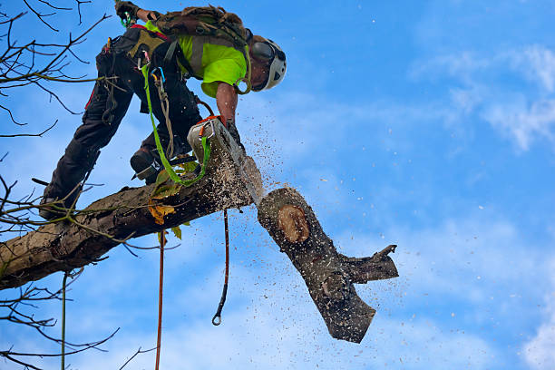 Best Lawn Pest Prevention  in Snellville, GA
