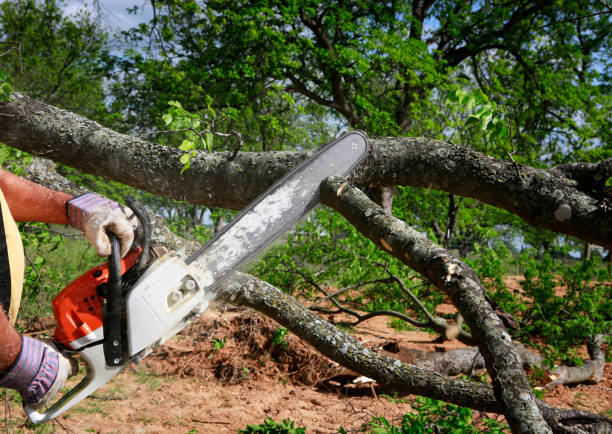 How Our Tree Care Process Works  in  Snellville, GA